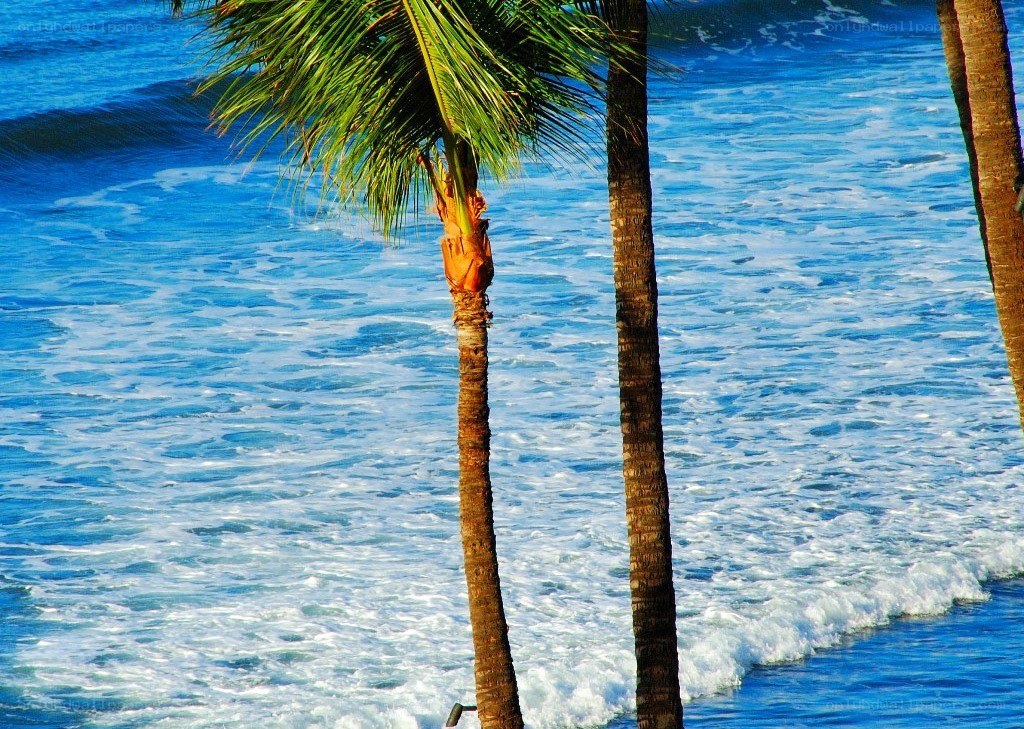Palm trees by the ocean