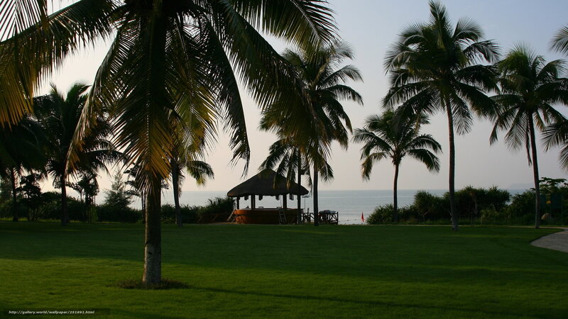 Palm trees by the ocean