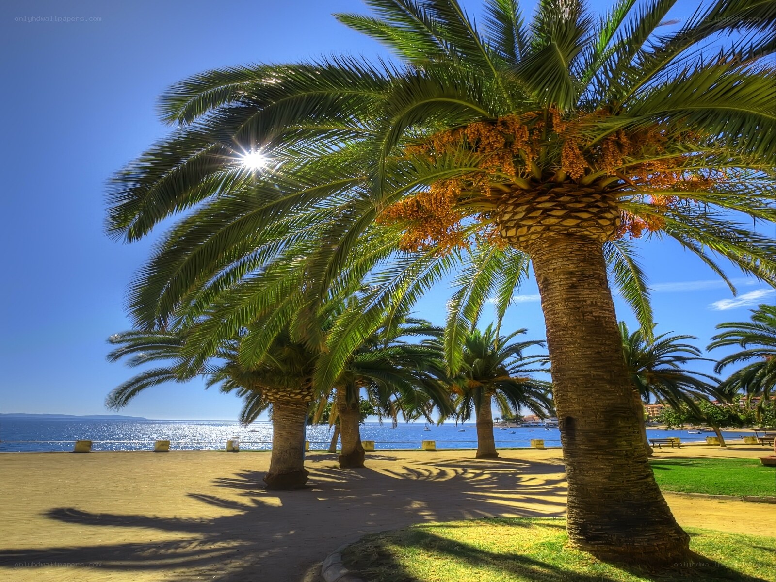 Palm trees by the sea
