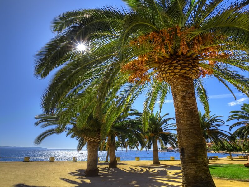 Palm trees by the sea
