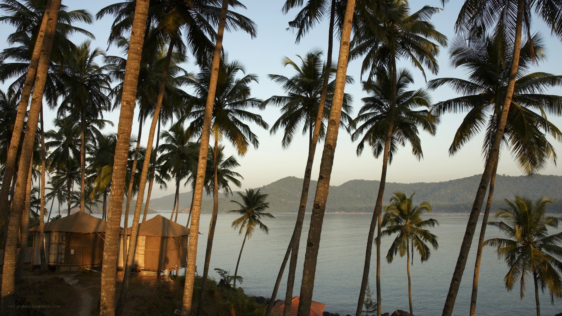 Palm trees by the sea