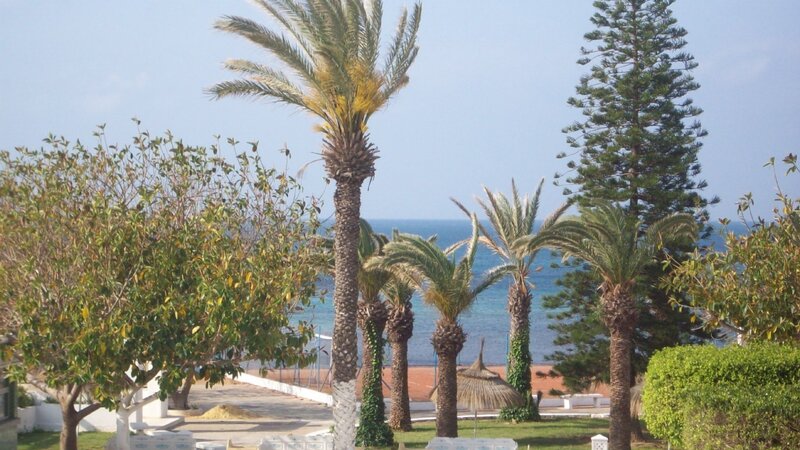 Palm trees by the sea