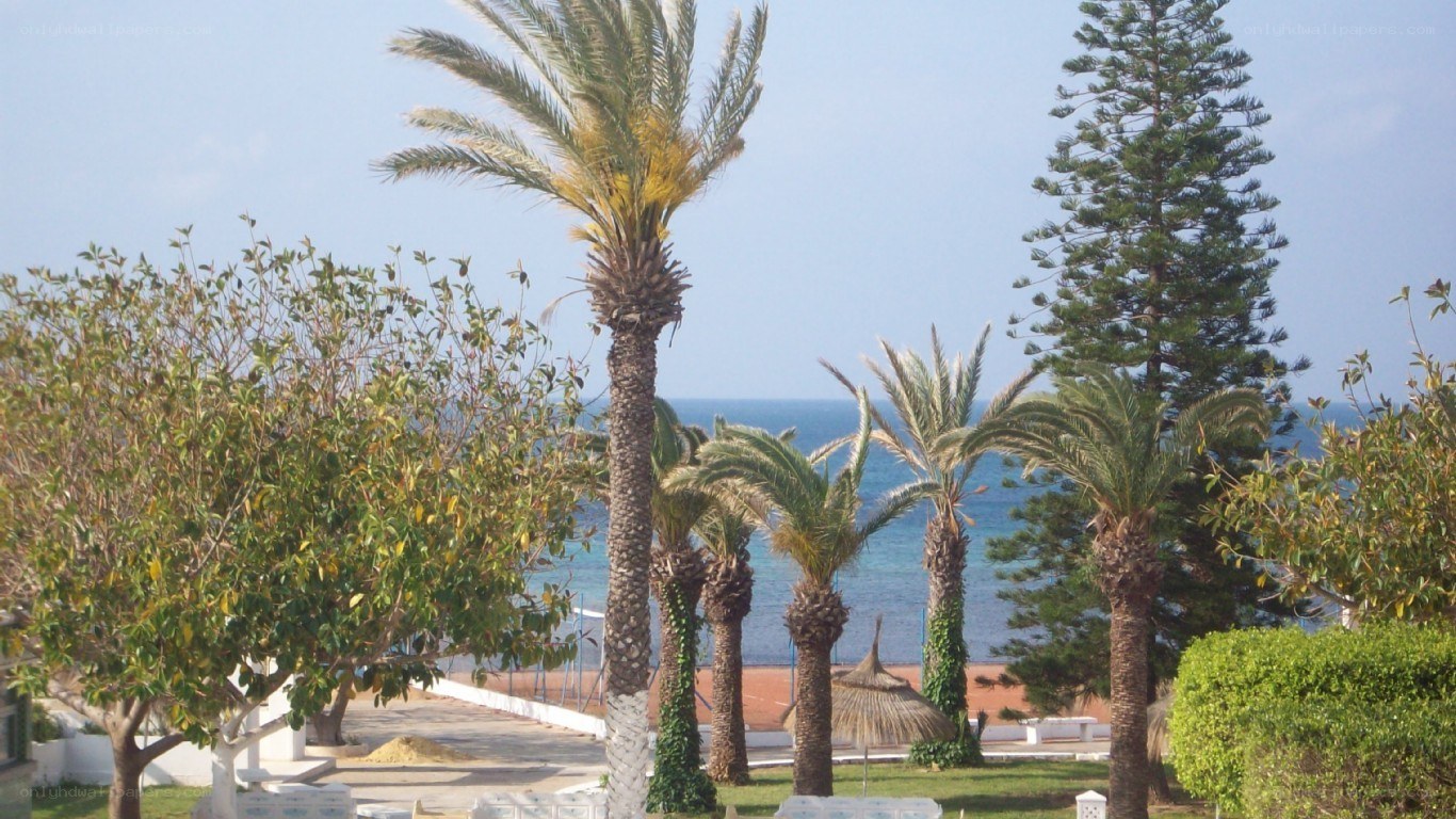 Palm trees by the sea