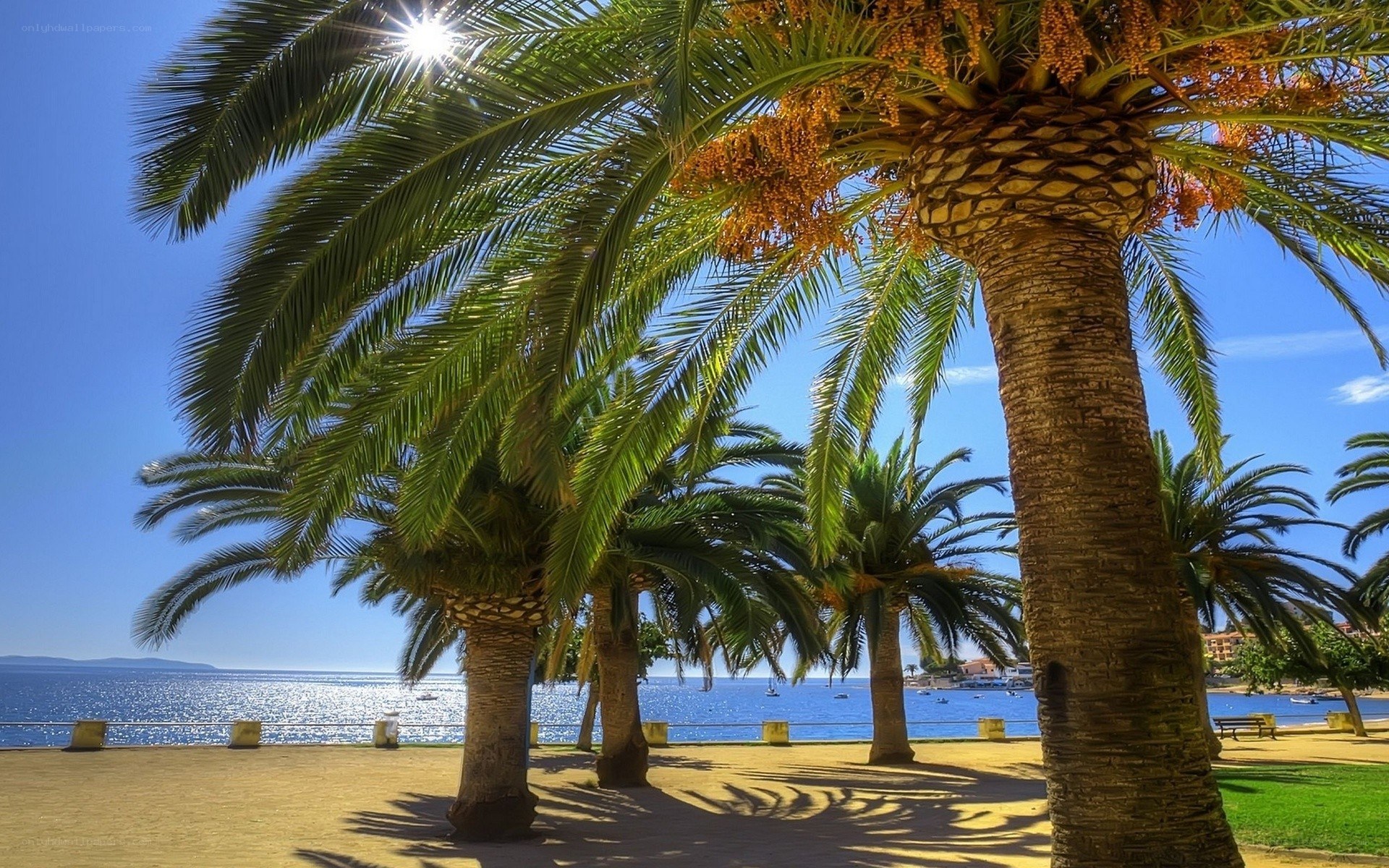 Palm trees by the sea