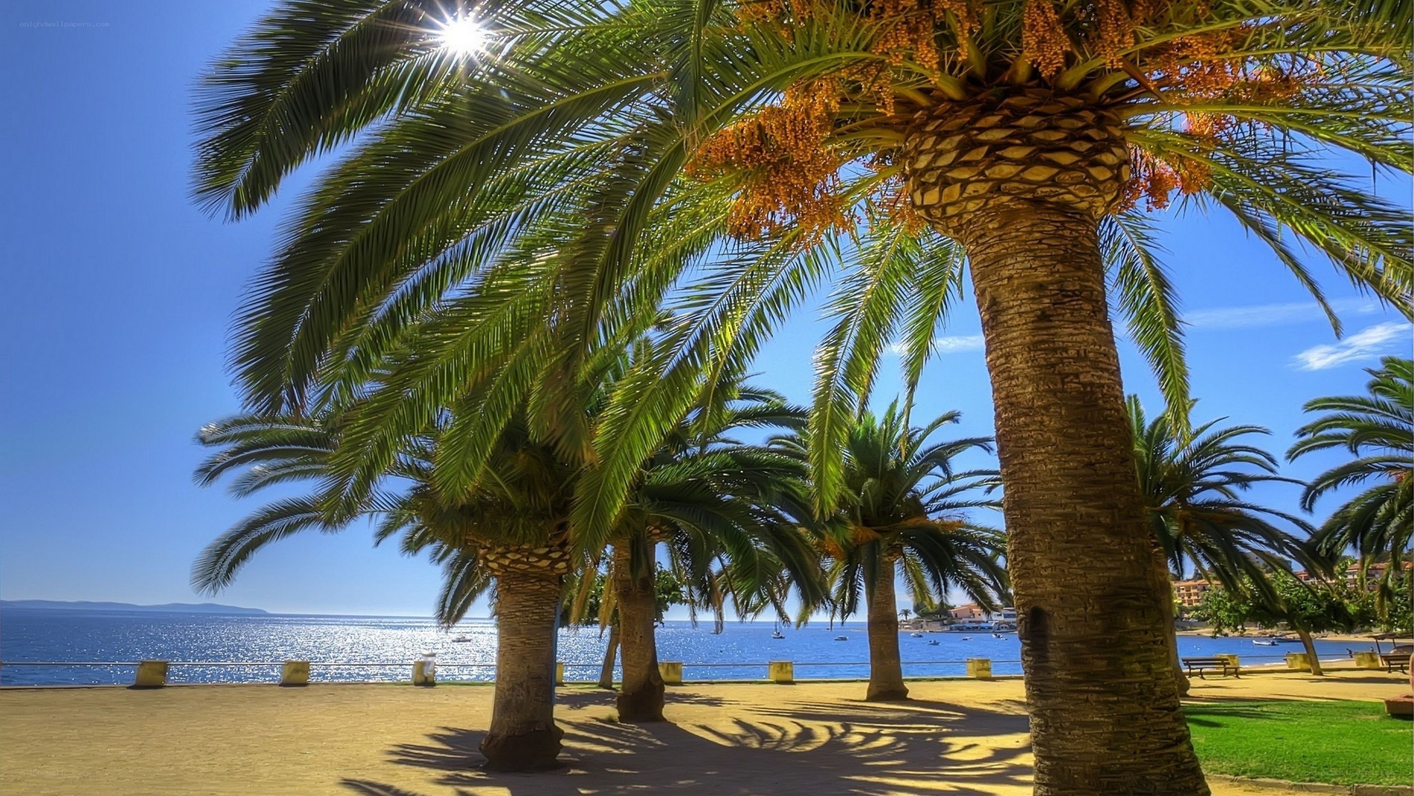 Palm trees by the sea