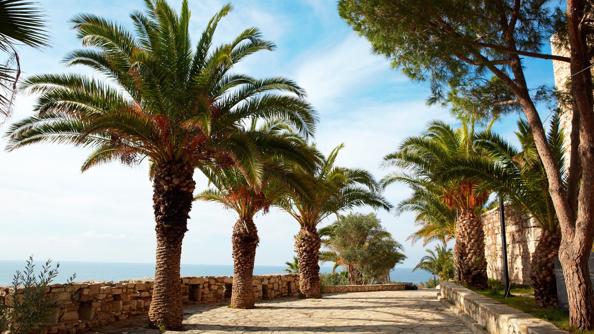 Palm trees by the sea