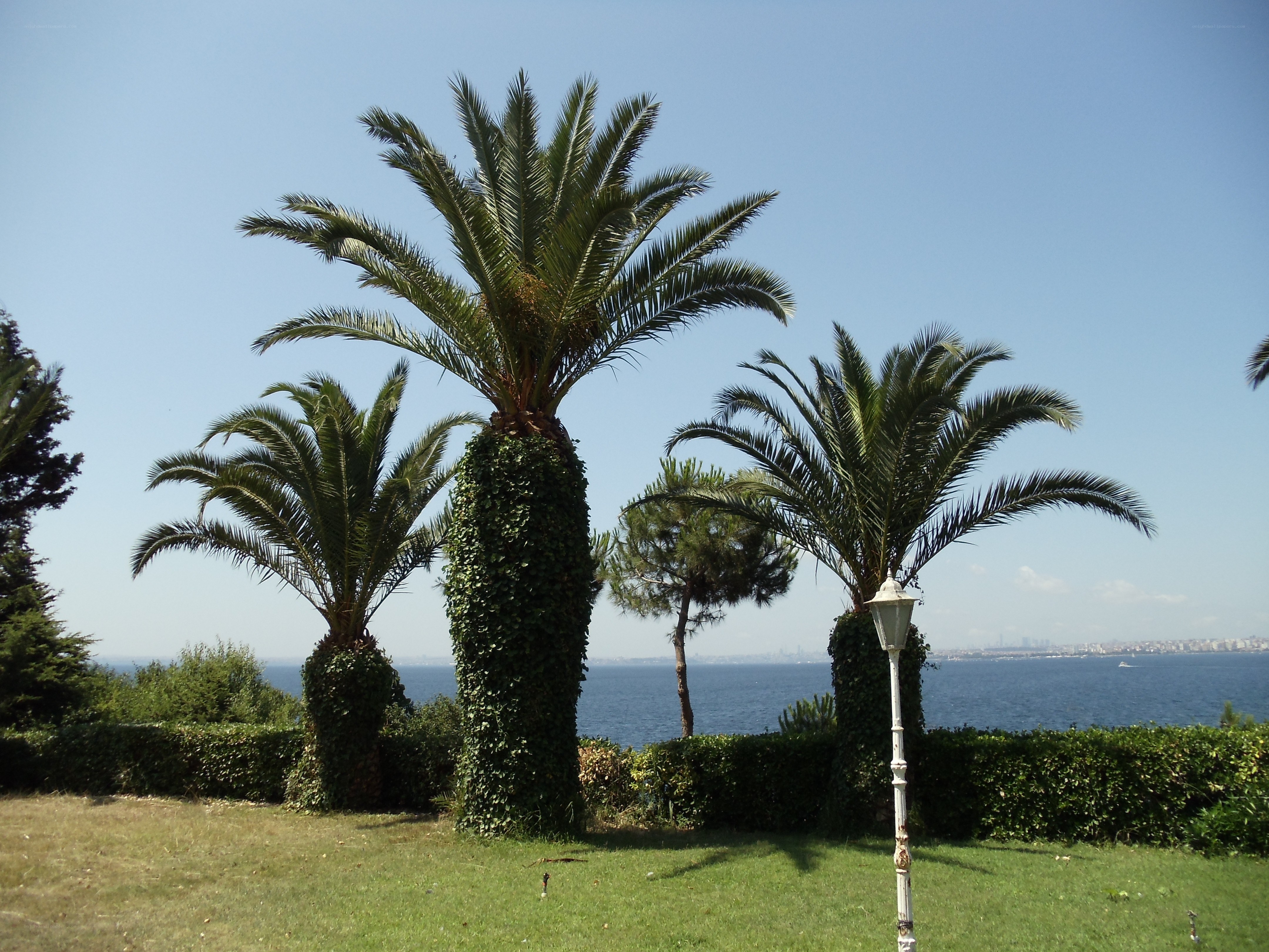 Palm trees by the sea