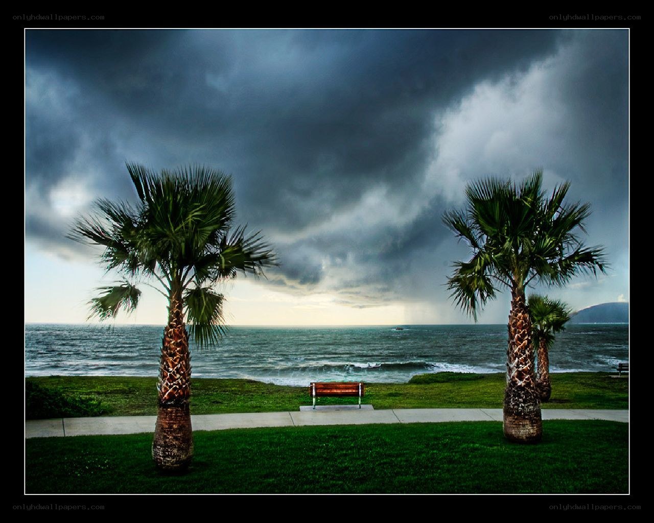 Palm trees by the sea
