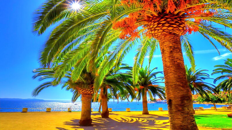 Palm Trees by the Sea — Blue, Serene, Afternoon, Photograph, Ocean
