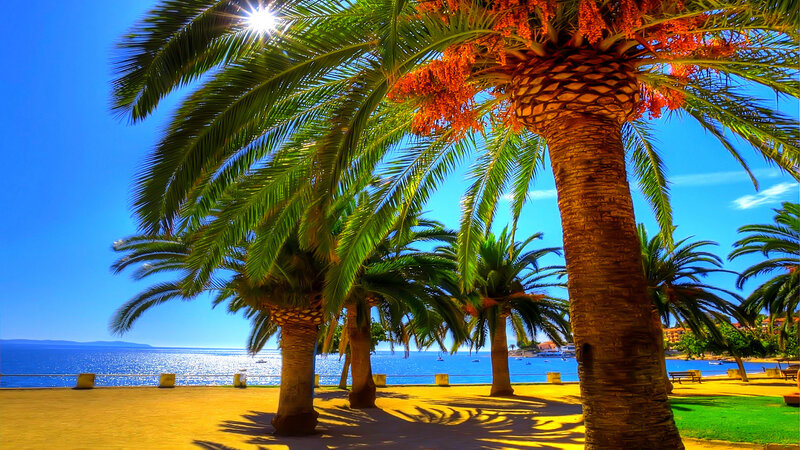 Palm Trees by the Sea — Blue, Serene, Afternoon
