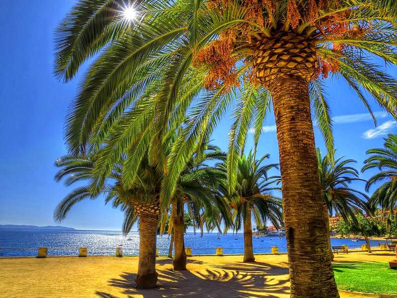 Palm Trees by the Sea — Blue, Serene