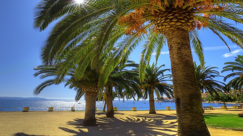 Palm Trees by the Sea — Blue