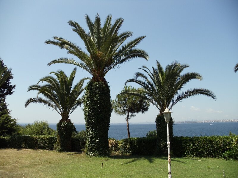 Palm Trees by the Sea — Green, Serene, Afternoon, Photograph