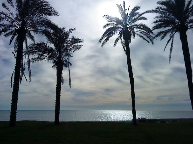 Palm Trees by the Sea — Green, Serene