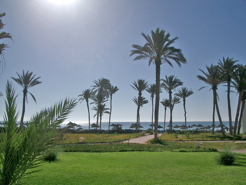 Palm Trees by the Sea — Green
