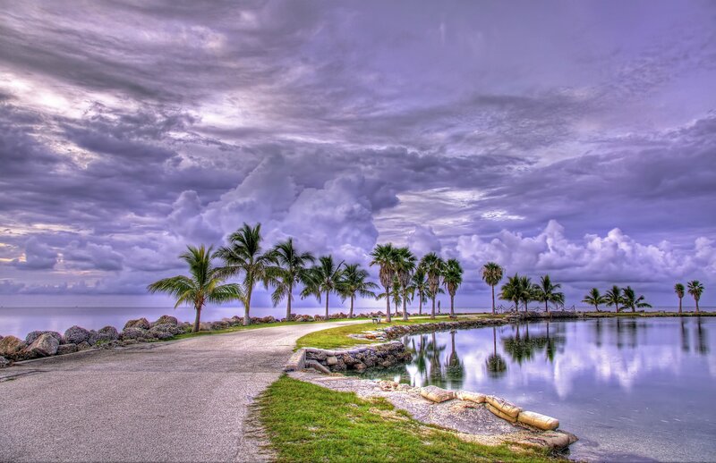 Palm trees by the water at dusk