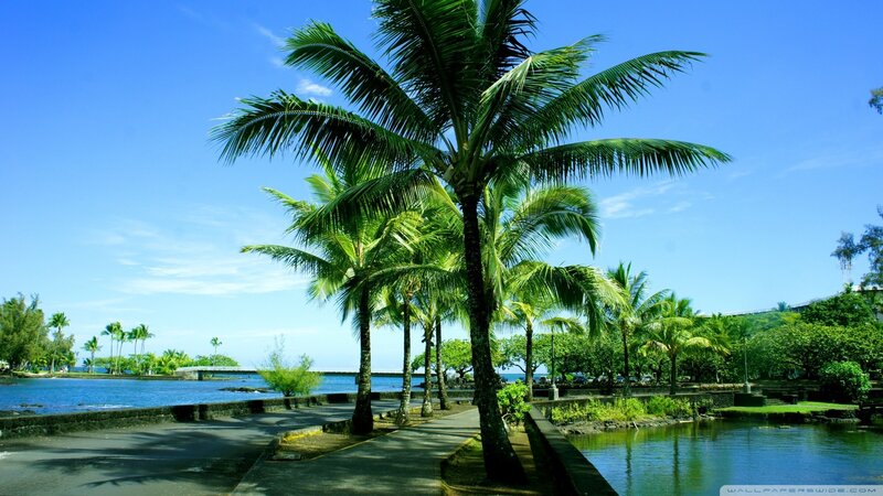 Palm Trees by the Water — Blue, Serene