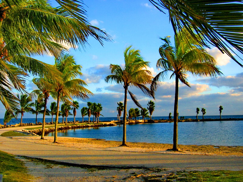Palm Trees by the Water — Blue