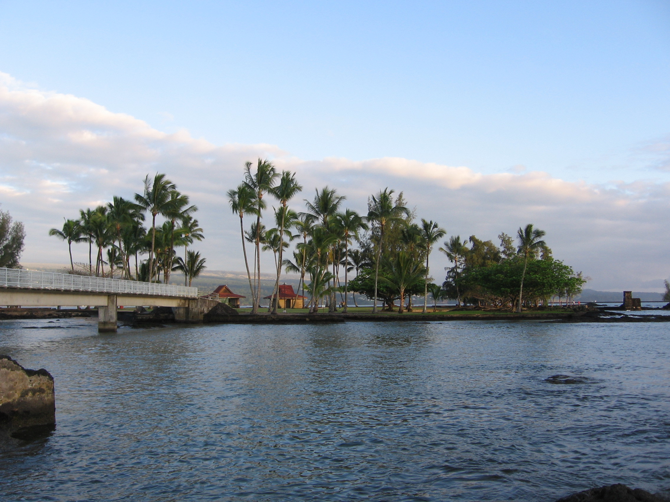 palm trees by the water