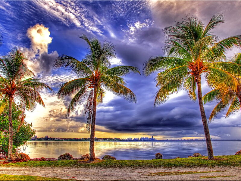 Palm Trees by Water — Blue, Dramatic