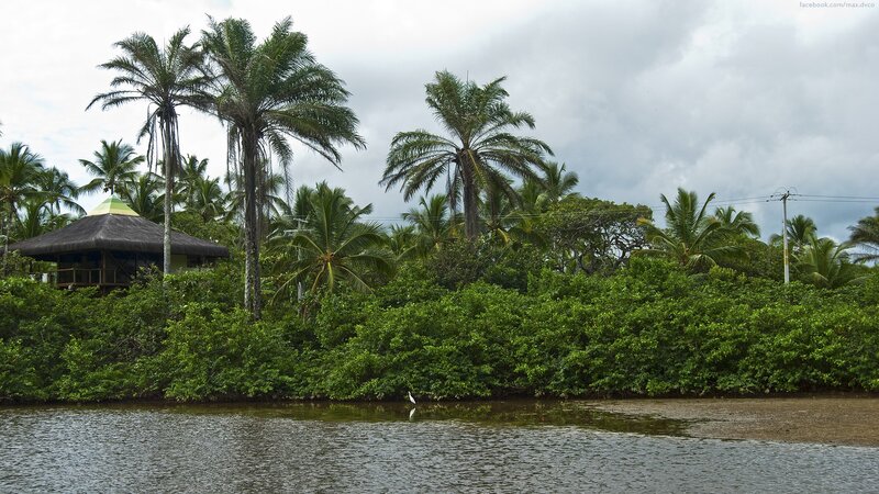 Palm Trees by Water — Green, Serene, Afternoon