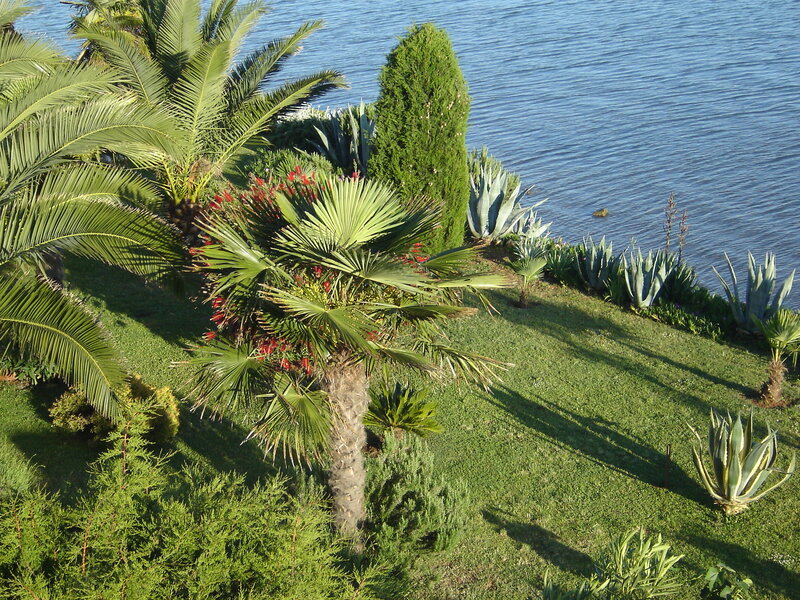 Palm Trees by Water — Green, Serene