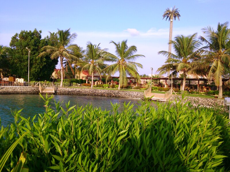 Palm Trees by Water — Green