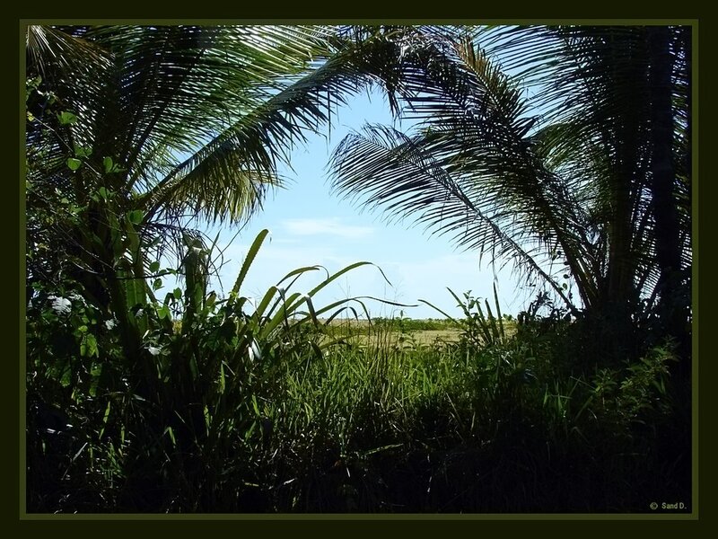 Palm trees framing a tropical view