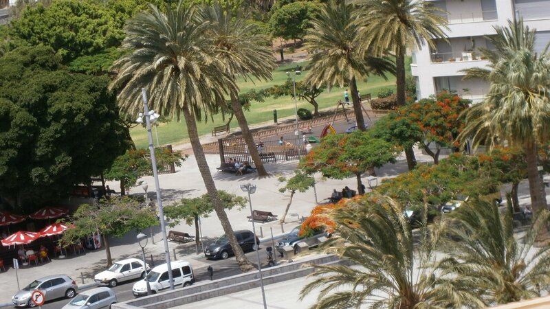 Palm trees in a city park