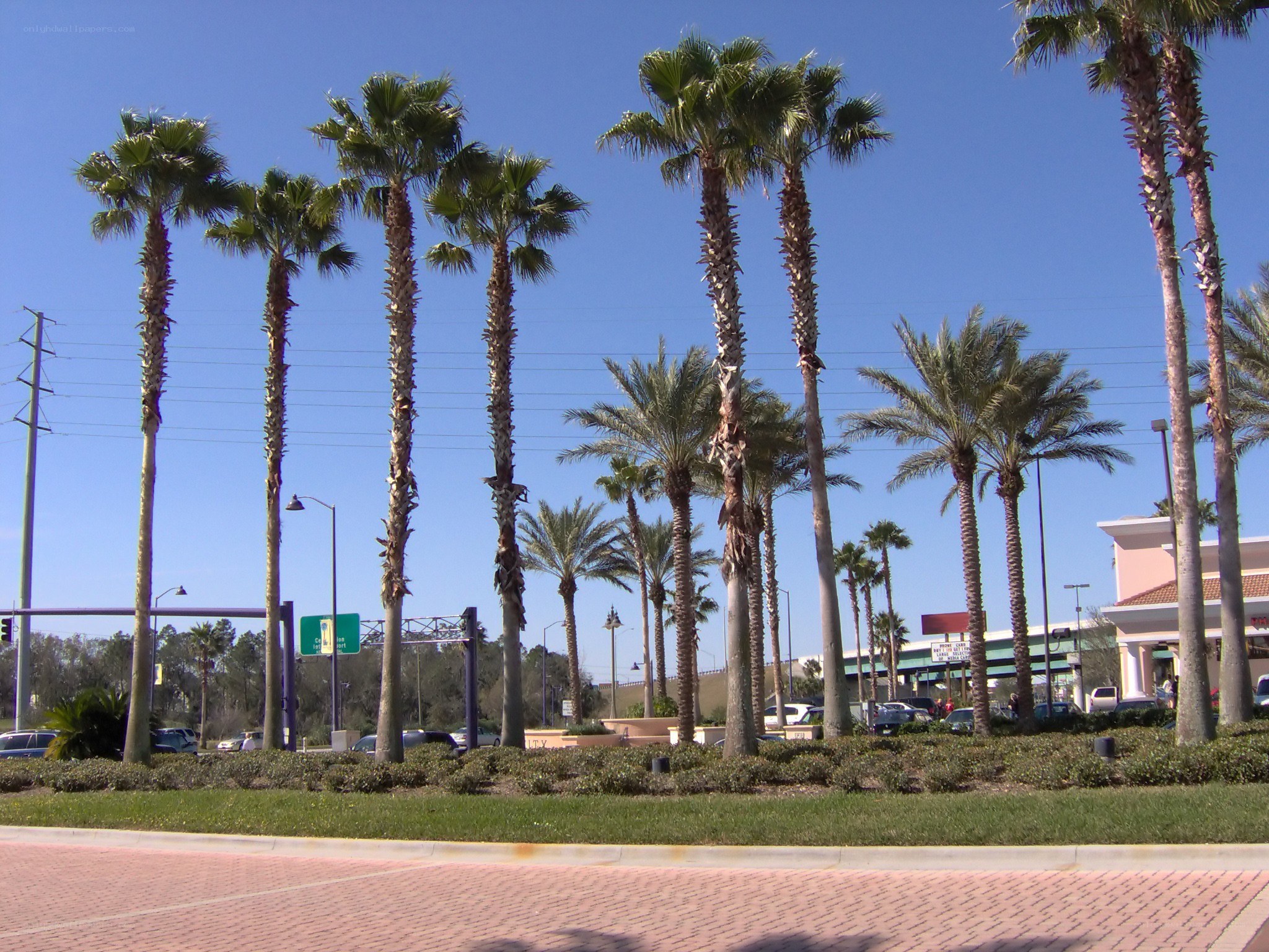 Palm trees in a commercial area