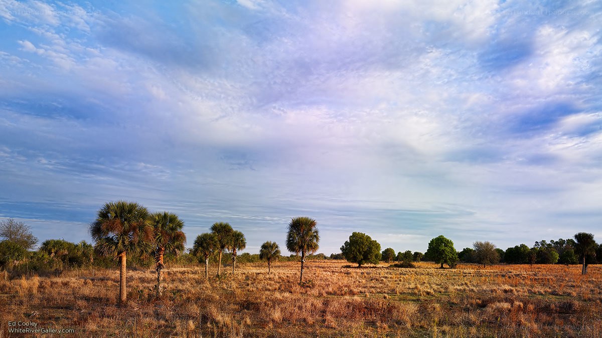 Palm trees in a dry field