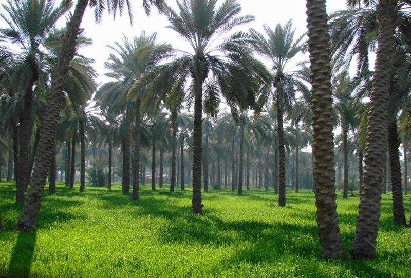 Palm Trees in a Grove — Green, Serene