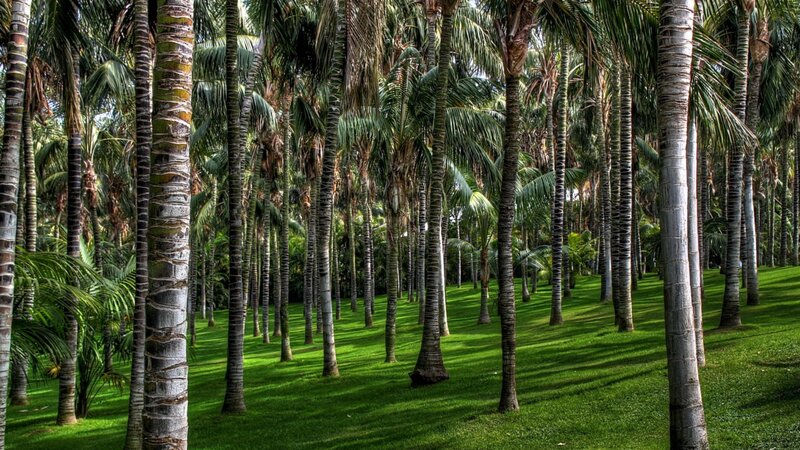 Palm Trees in a Grove — Green