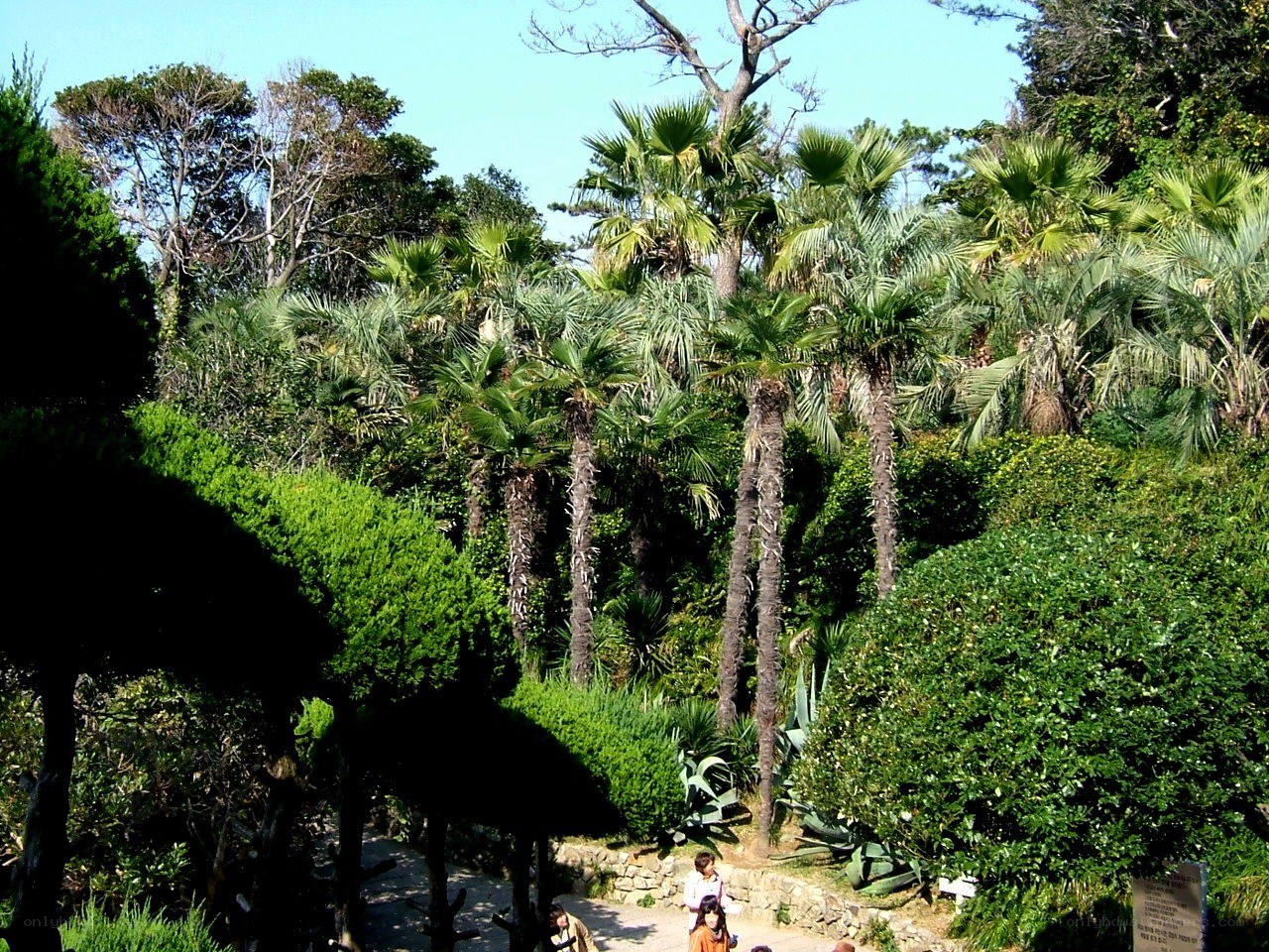 Palm trees in a lush garden