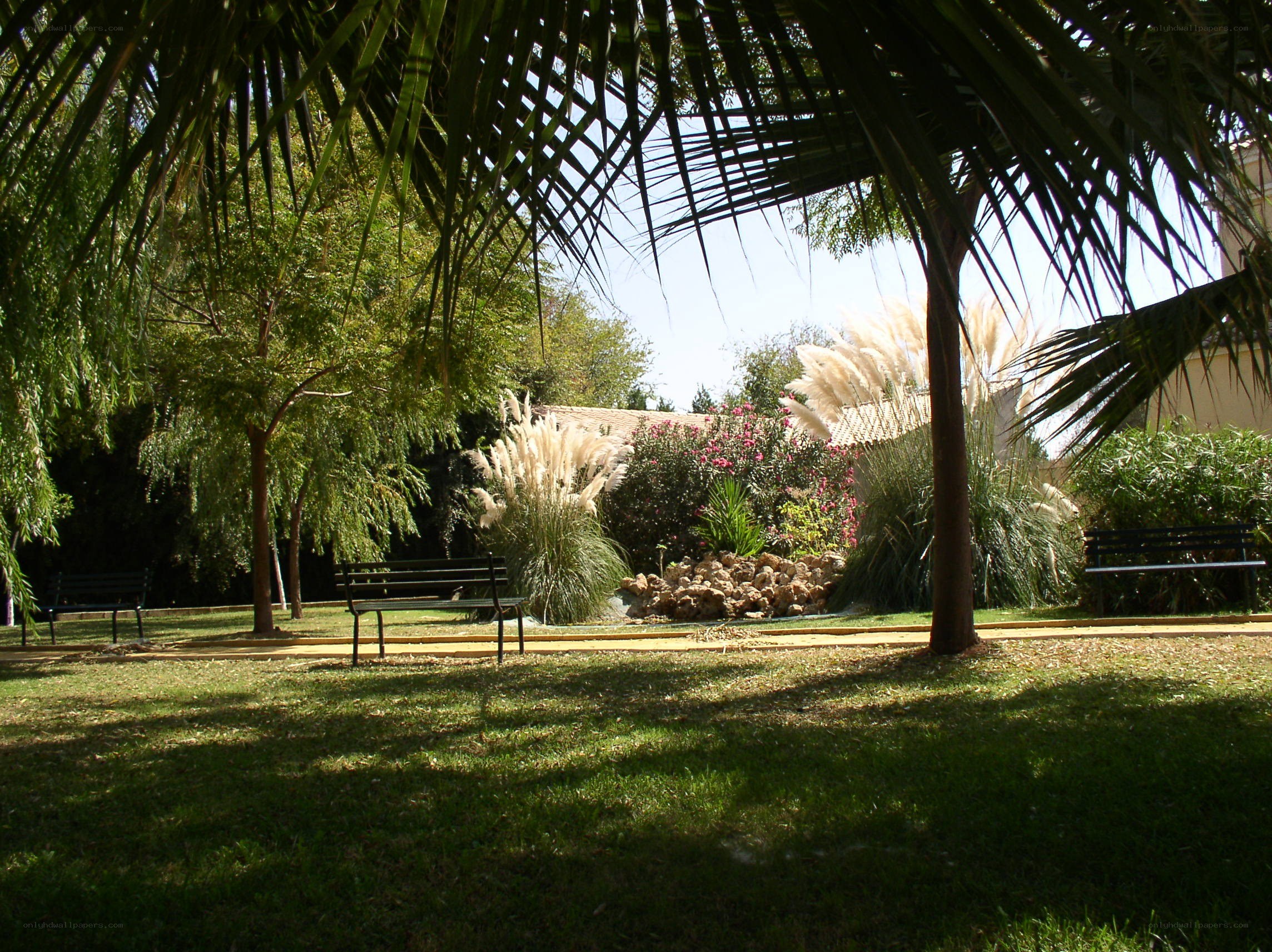 Palm trees in a park