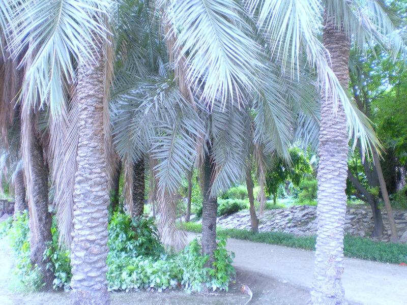 Palm trees in a park