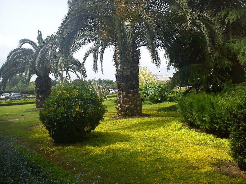 Palm trees in a park