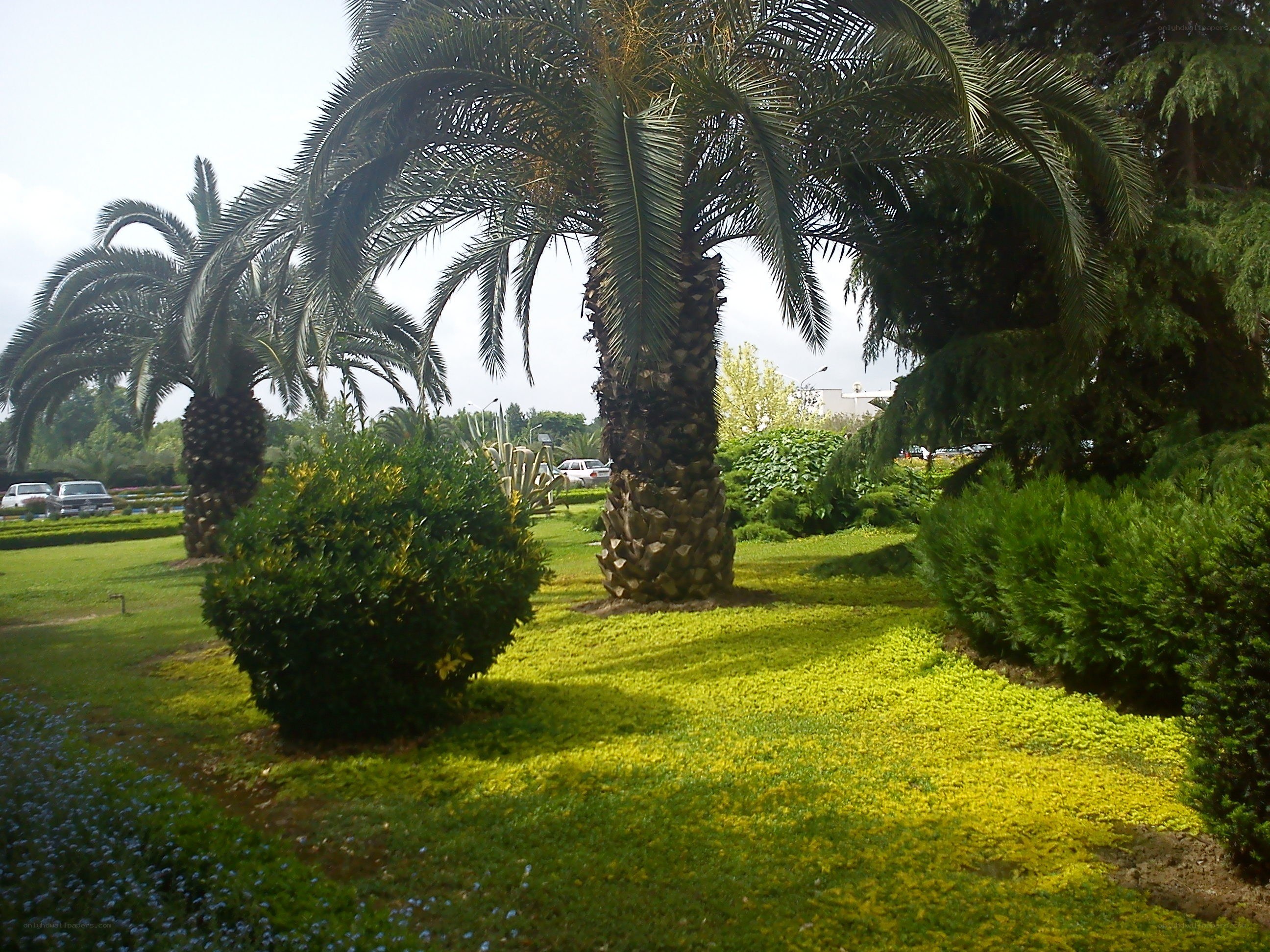 Palm trees in a park