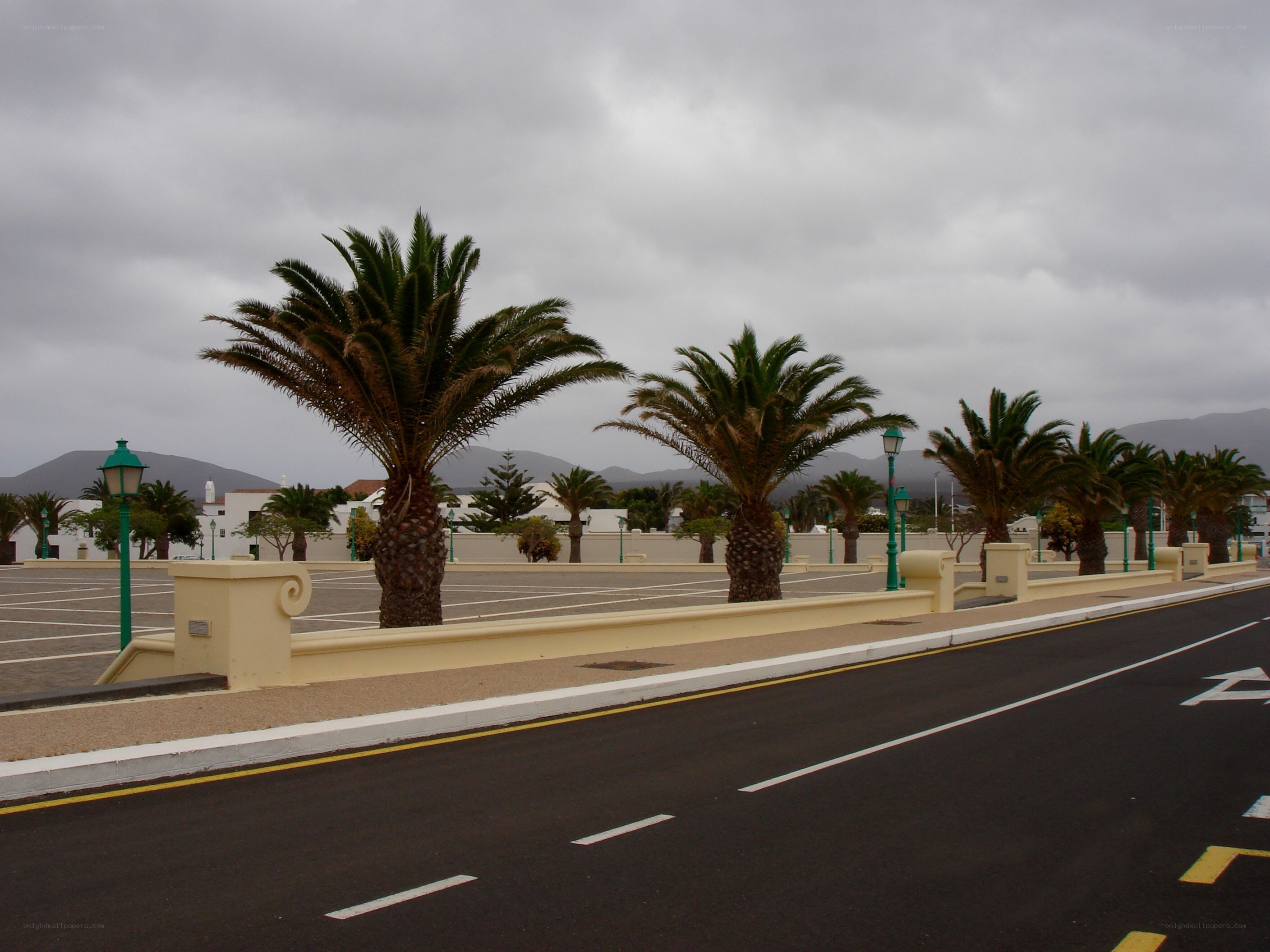 Palm trees in a parking lot