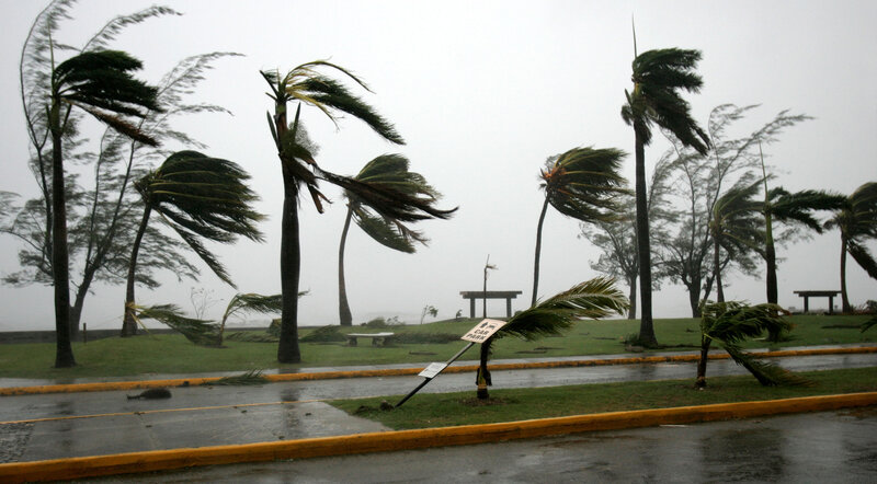Palm trees in a storm