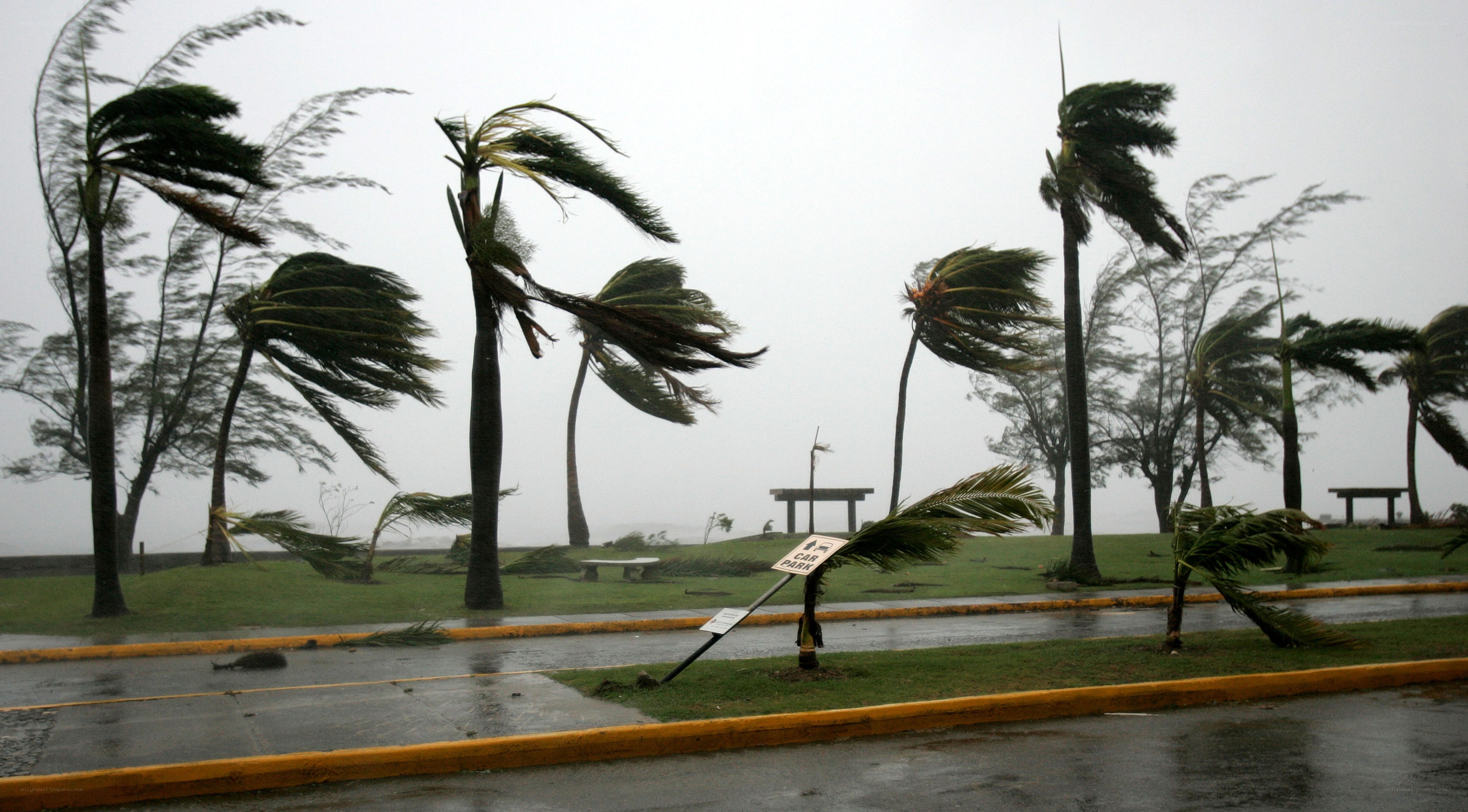 Palm trees in a storm