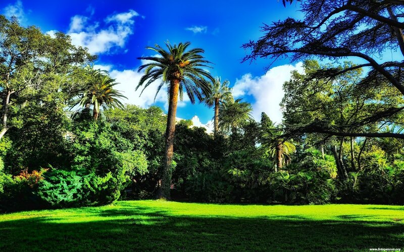 Palm trees in a sunny park