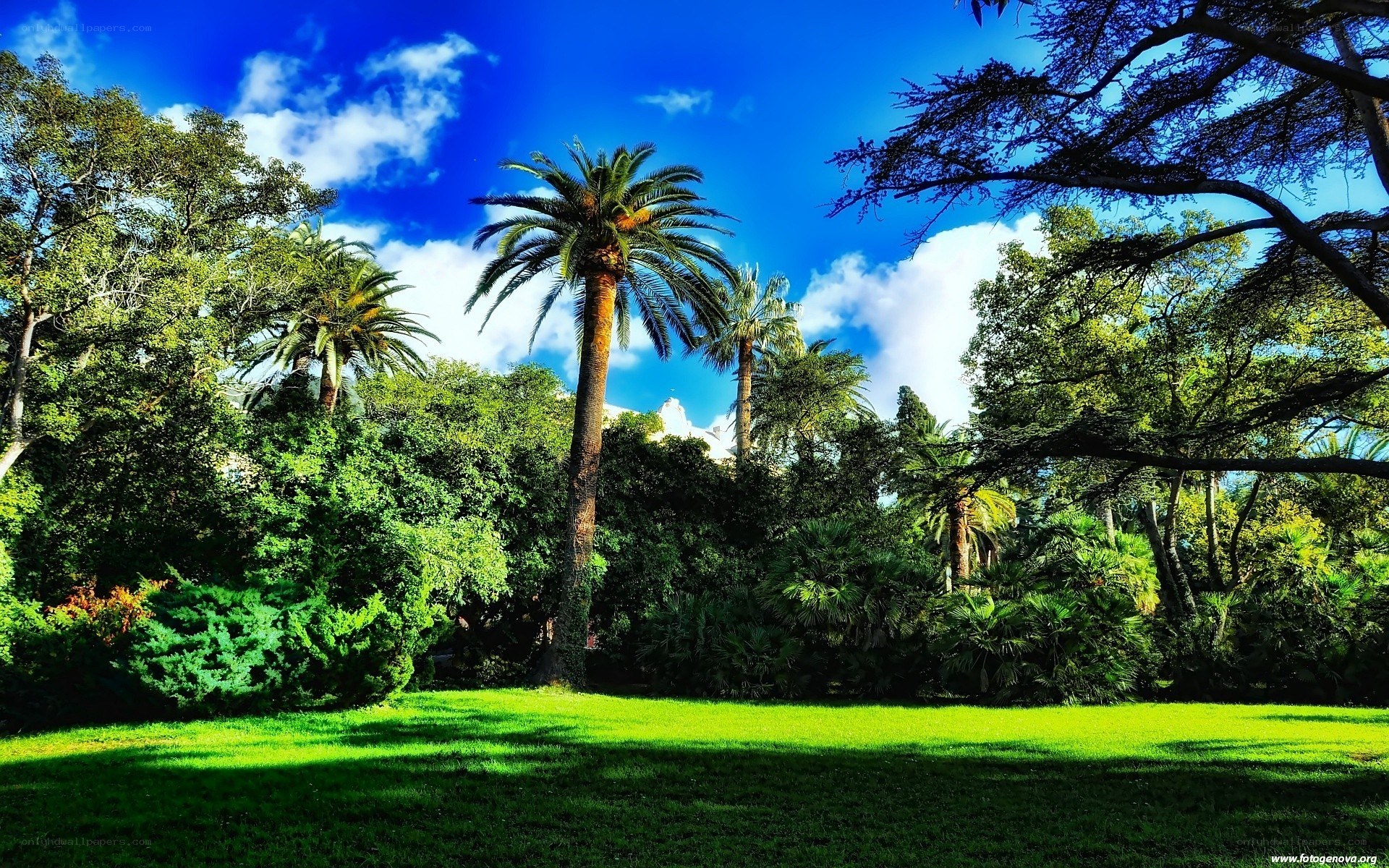 Palm trees in a sunny park