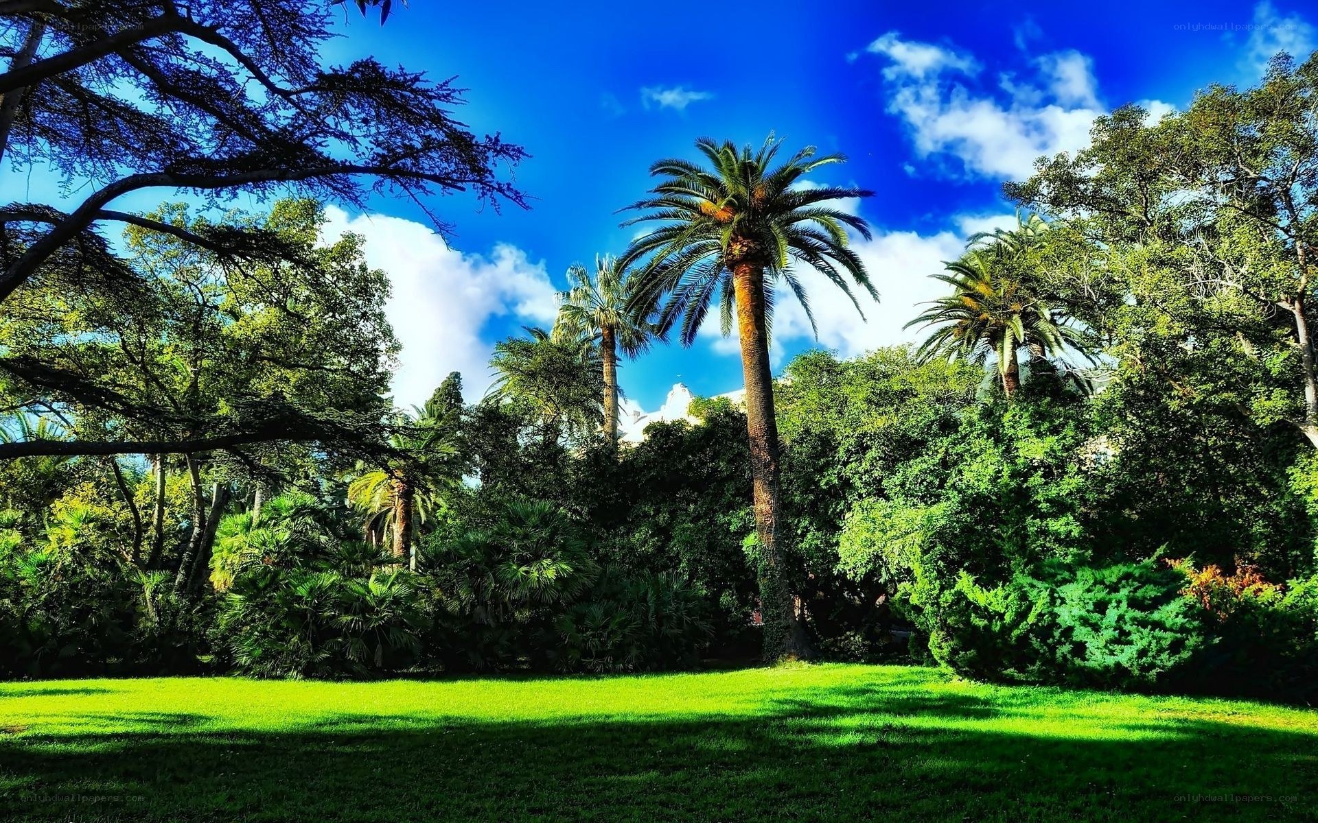 Palm trees in a sunny park