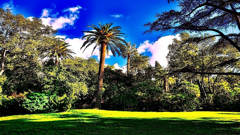 Palm trees in a sunny park