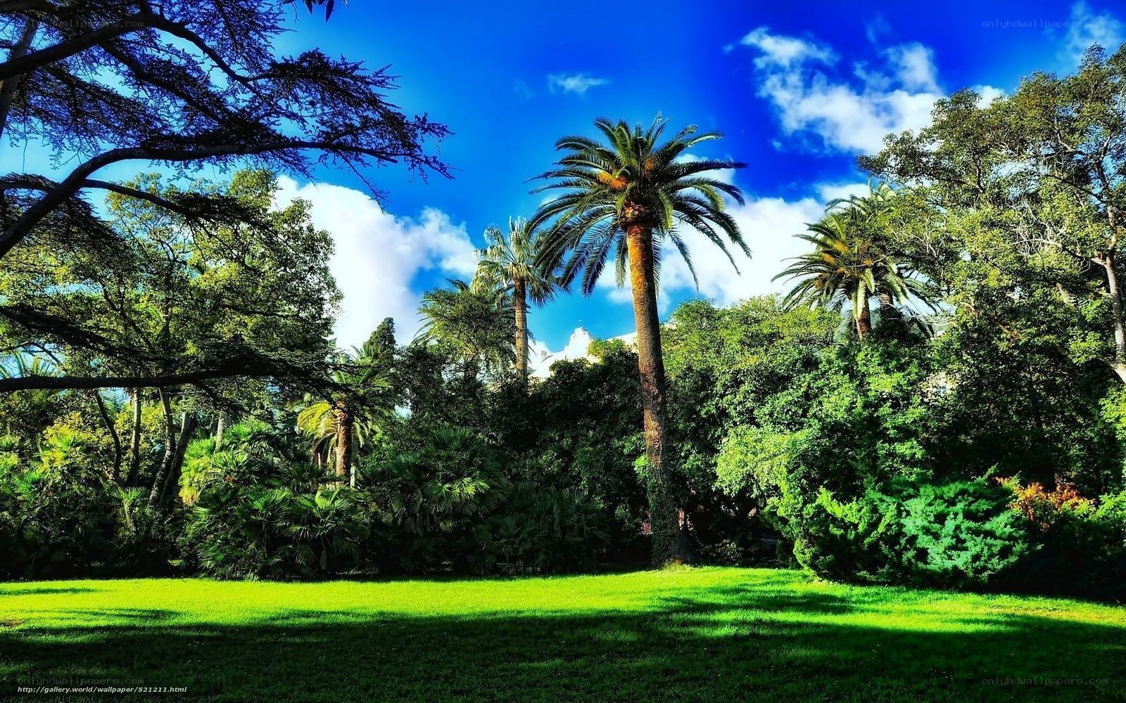 Palm trees in a sunny park