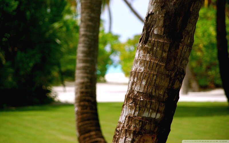 palm trees in a tropical garden
