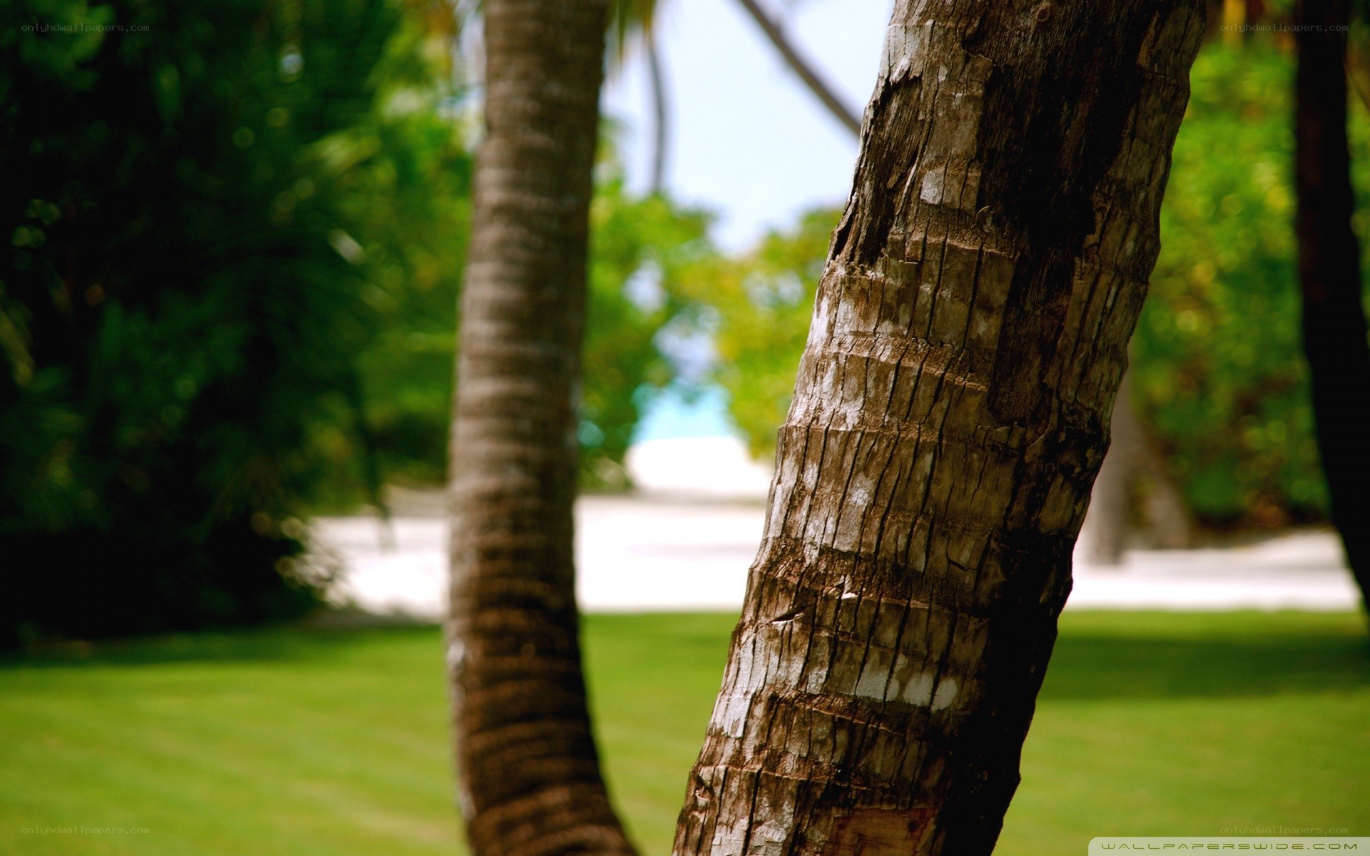 palm trees in a tropical garden