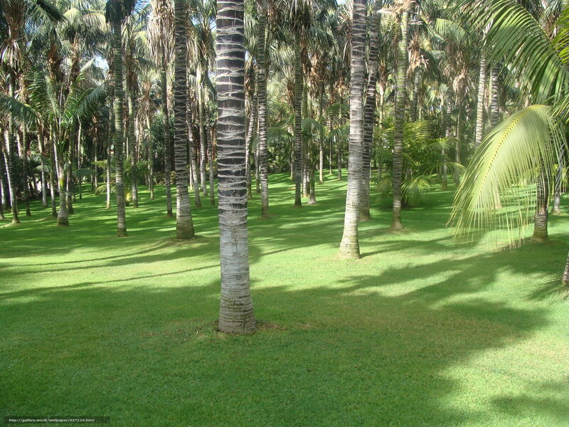 palm trees in a tropical garden