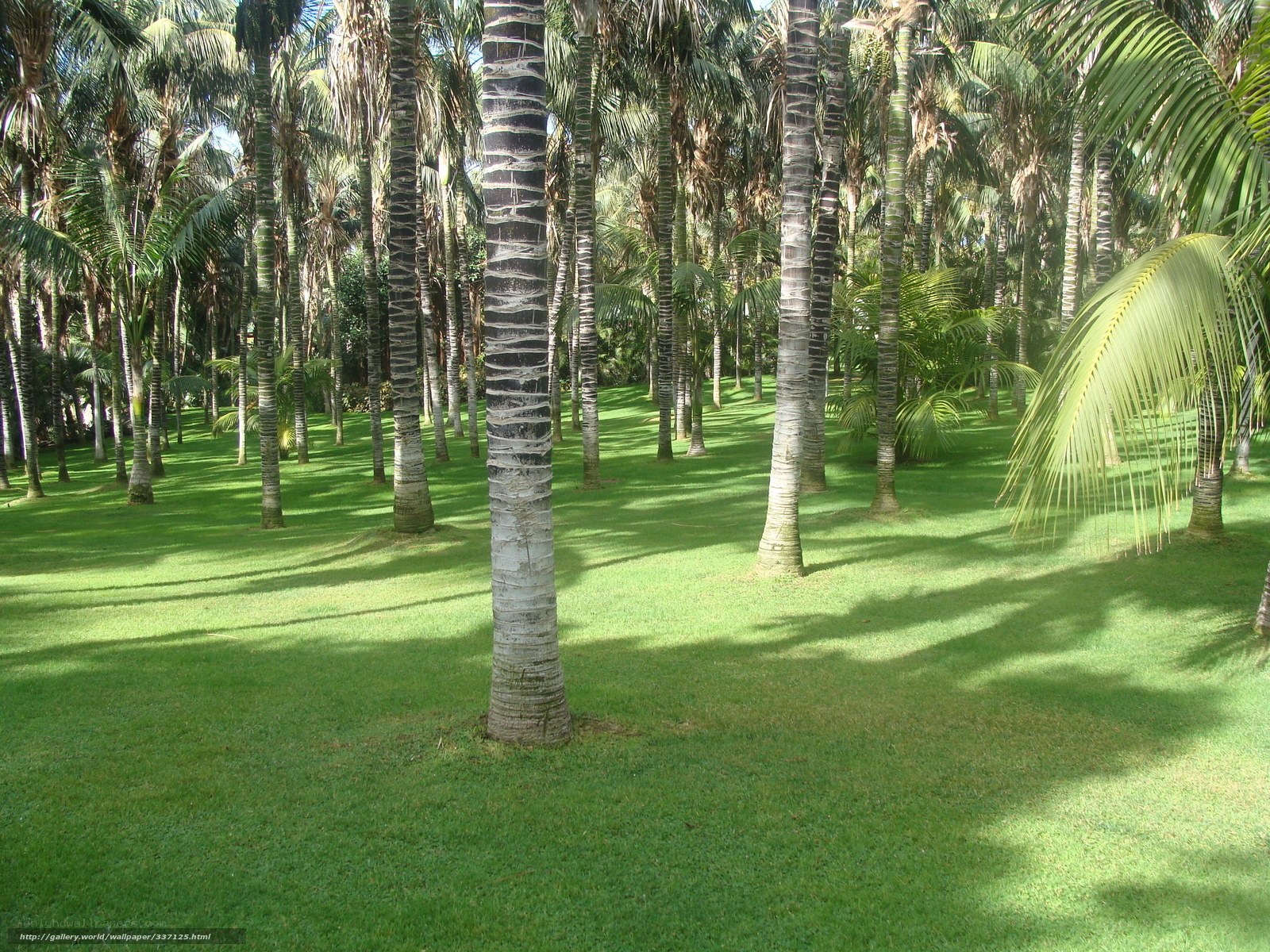 palm trees in a tropical garden